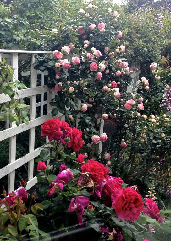 Bed Of Roses Villa Apollo Bay Exterior foto