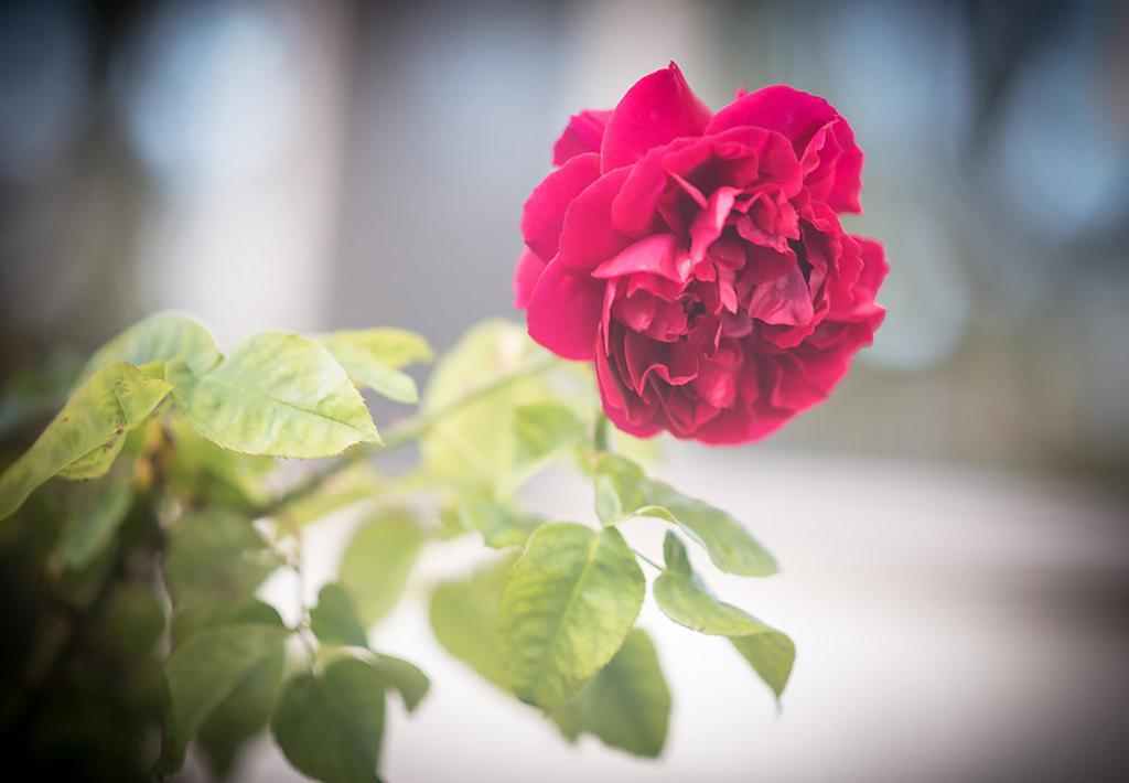Bed Of Roses Villa Apollo Bay Exterior foto